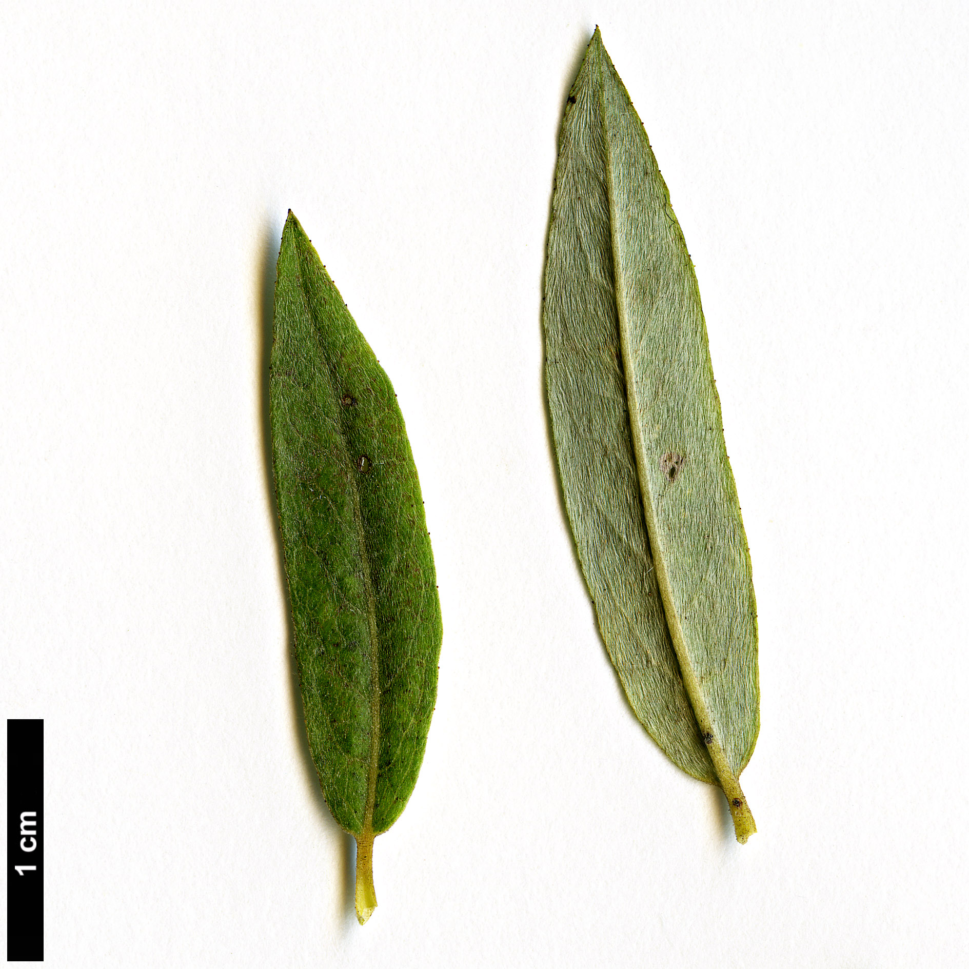 High resolution image: Family: Salicaceae - Genus: Salix - Taxon: rosmarinifolia